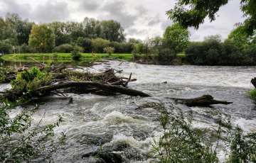 brown tree log on river
